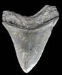 Serrated, Megalodon Tooth - South Carolina #39942-1